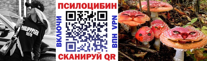 закладка  Губкинский  Галлюциногенные грибы Psilocybe 